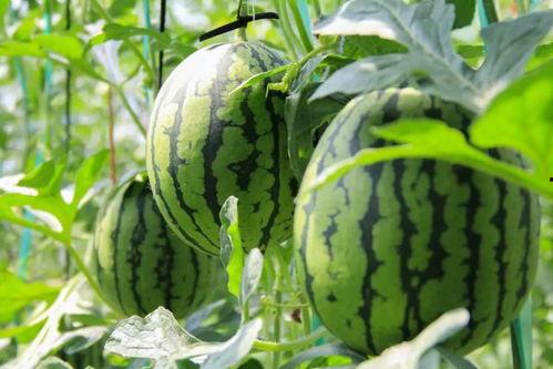 52吃瓜爆料免费吃瓜视频 吃瓜群众